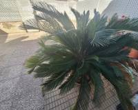 Resale - Ground floor house - San Javier